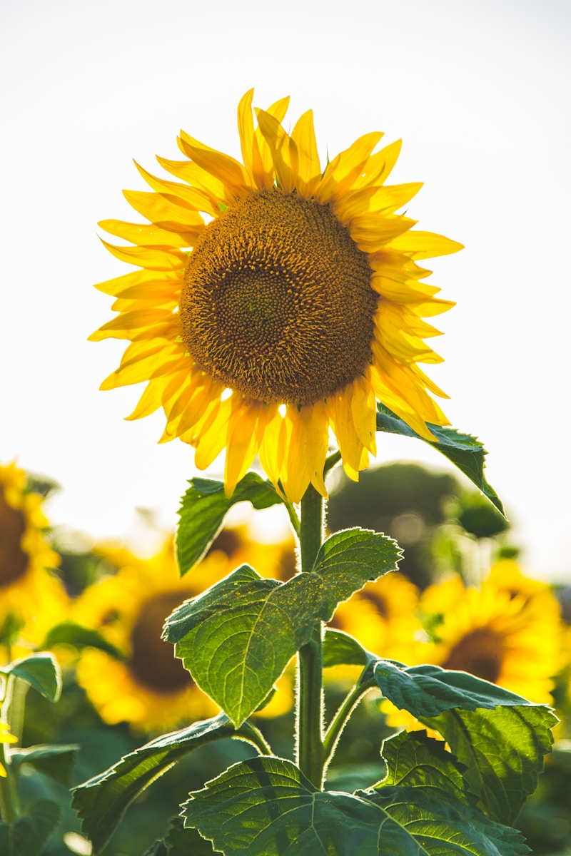 close-up photo of common sunflower