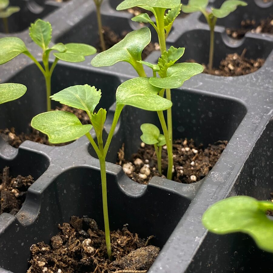 a row of plastic trays filled with green plants